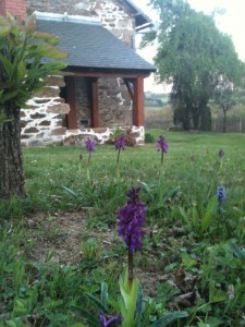 Une orchidée au jardin